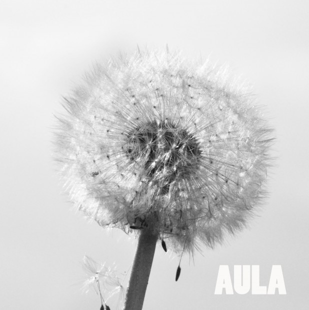 Aula. Grafisk billede af mælkebøtteskærm med teksten Aula, anvendes som genvej til Aula..